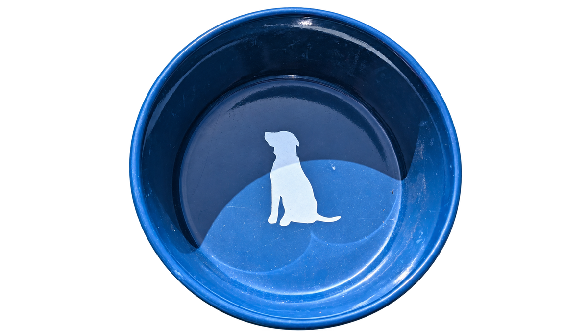 Hand-Painted Dog Bowl — Jewel-Tone Marble, interior view