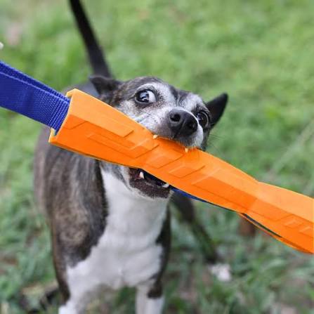 NERF Dog Megaton Competition Stick