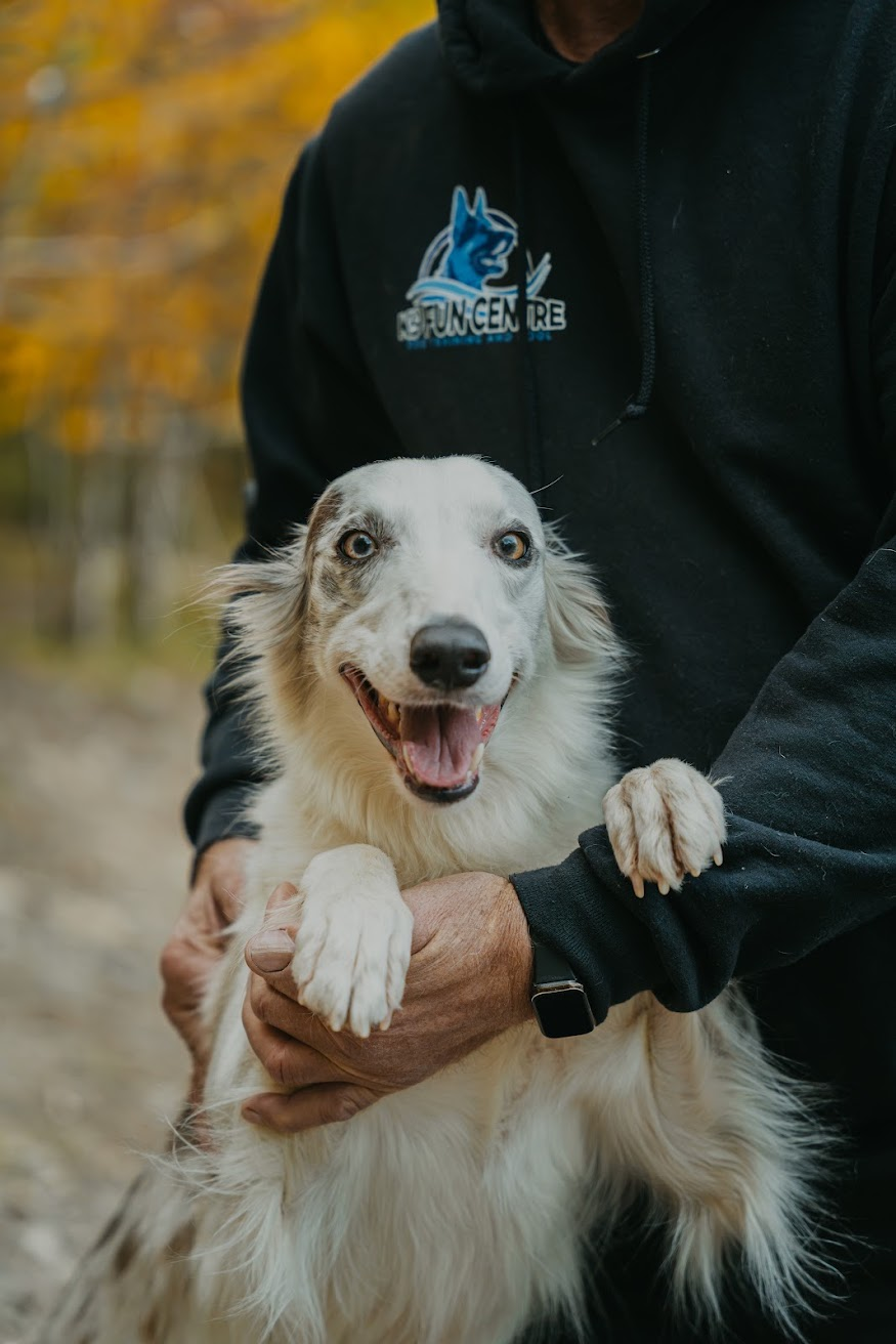 White merle dog held by a person wearing a K9 Fun Centre hoodie